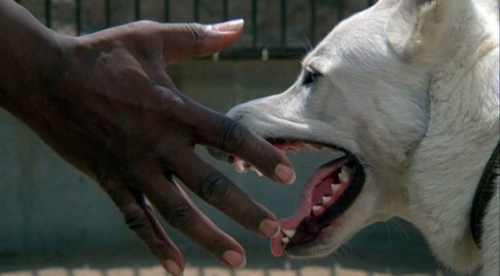 chien blanc et noir
